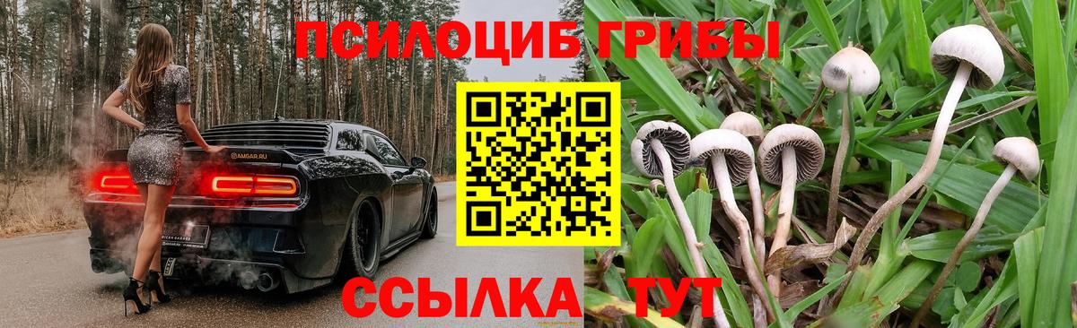 Псилоцибиновые грибы Psilocybine cubensis Унеча